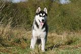 SIBERIAN HUSKY 782